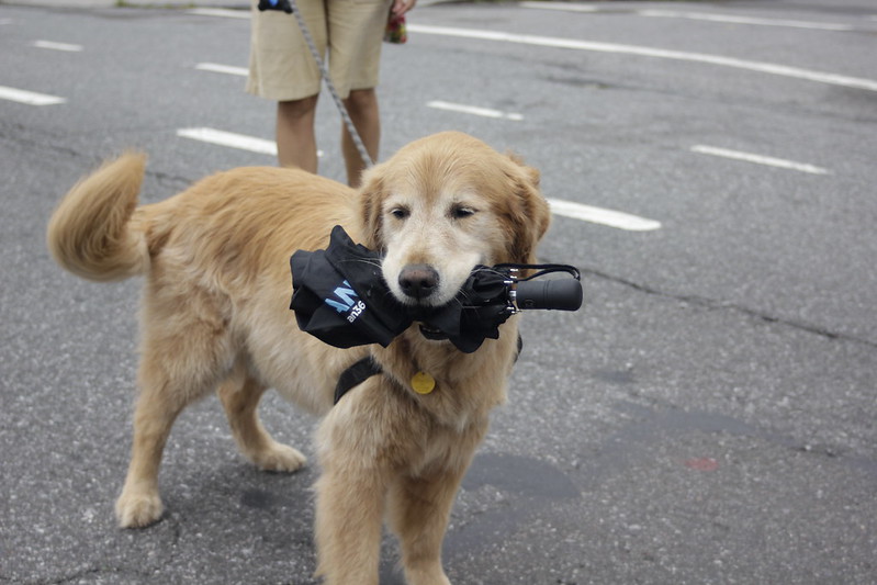 Dog with umbrella