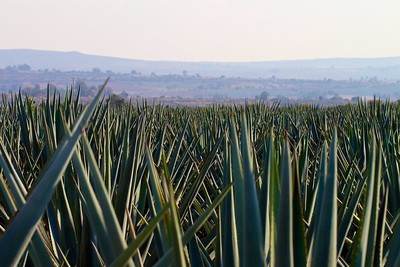 Agave field