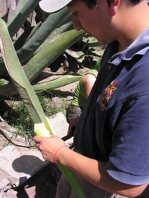 Agave leaves