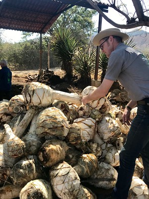 Agave heads