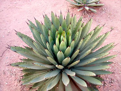 Agave