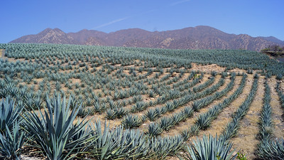 Agave field, Tequila, Mexico