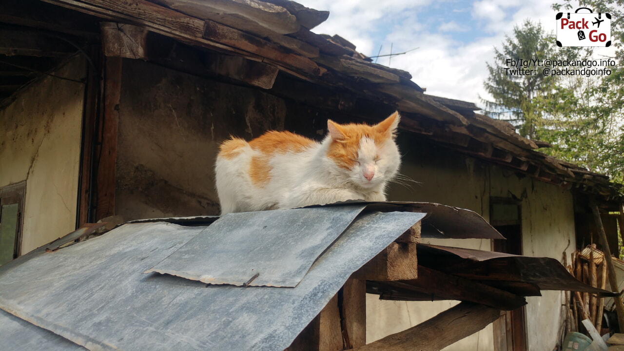 cat in Varosha district Lovech