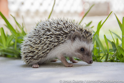 Hedgehog