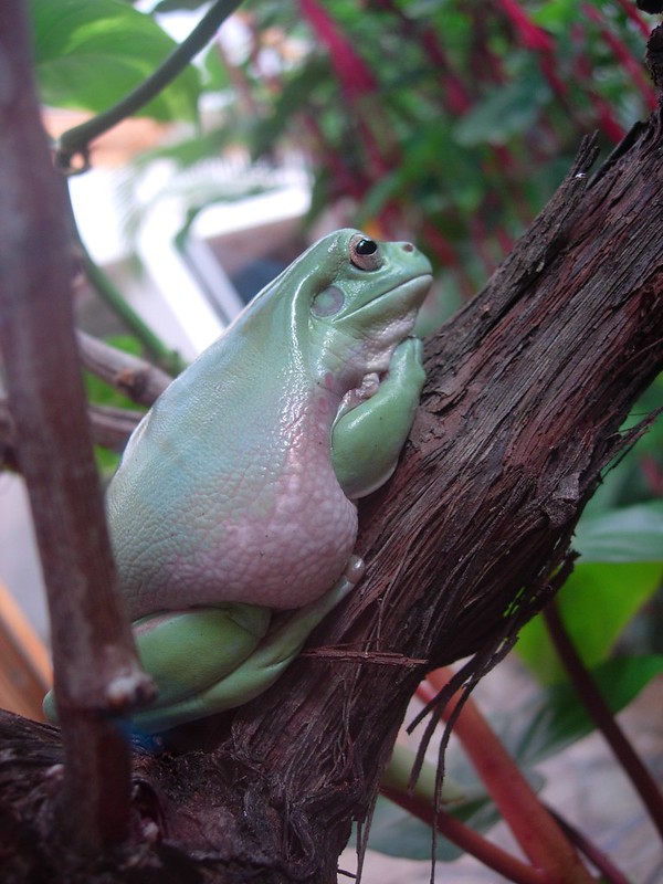 Or Hiltch Debrecen Zoo CC BY-NC 2.0