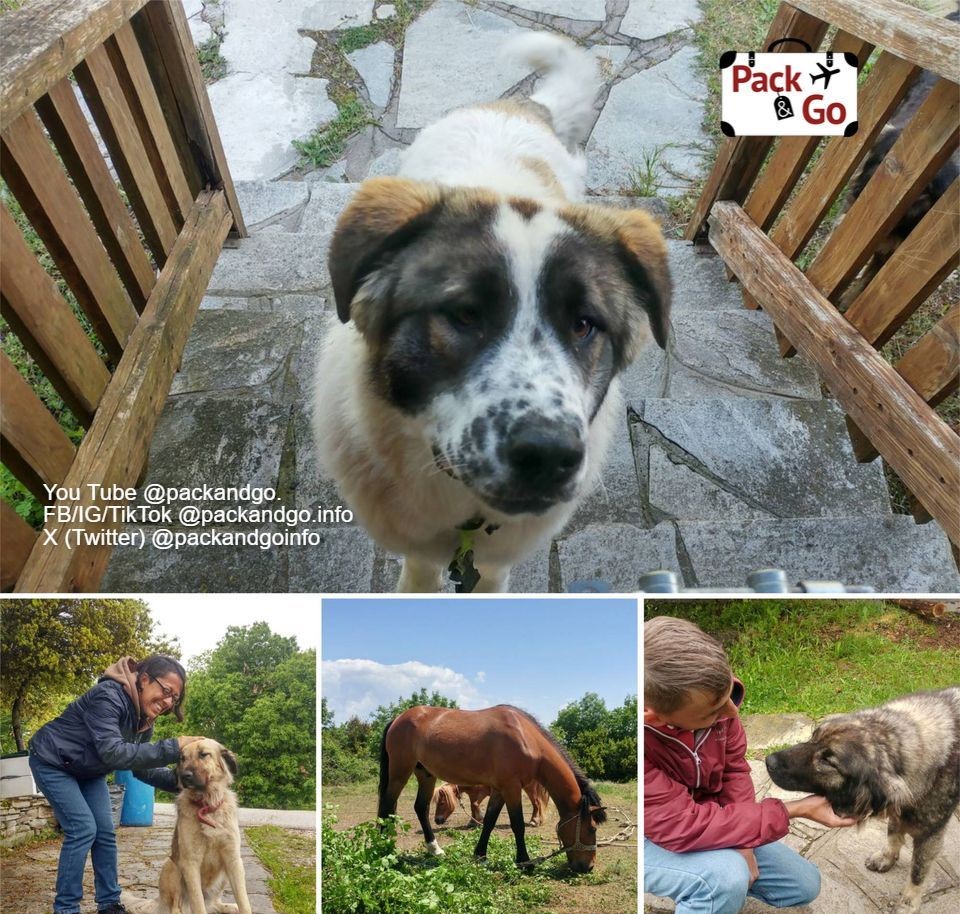 4 grids collage with dogs and horses from Pangaion Mountain, Greece