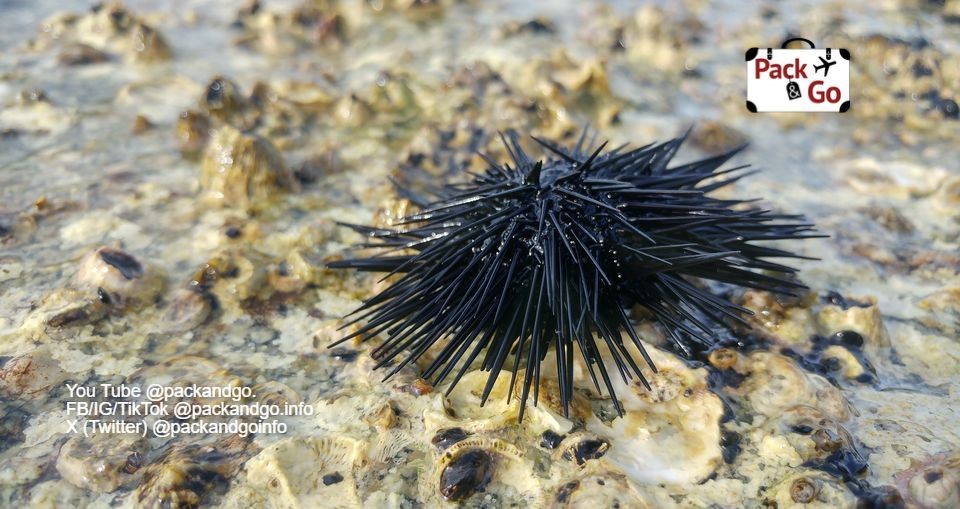 Sea urchin, Nea Iraklitsa, Greece