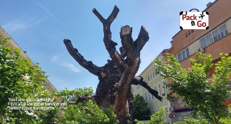 The Old Elm, Sliven